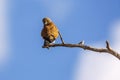 South African Kestrel in Kgalagadi transfrontier park, South Africa Royalty Free Stock Photo