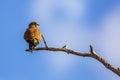 South African Kestrel in Kgalagadi transfrontier park, South Africa Royalty Free Stock Photo