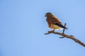 South African Kestrel in Kgalagadi transfrontier park, South Africa Royalty Free Stock Photo