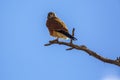 South African Kestrel in Kgalagadi transfrontier park, South Africa