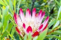 South African King Sugar Bush Pink Protea cynaroides, Kirstenbosch Royalty Free Stock Photo