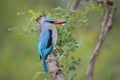 South African Kingfisher