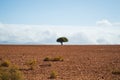 South African Landscape with One Lonely Tree, Bushes and Plains Royalty Free Stock Photo