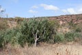 DEAD TREE WITH GREY TRUNK AND GREEN WATTLE TREES BEHIND WITH RED ROCK FACE CLIFFS IN THE BACKGROUND