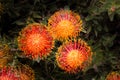 South African Leucadendron Bloom Royalty Free Stock Photo