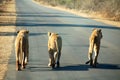 Juh levy na cesty 