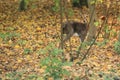 South african mountain reedbuck Royalty Free Stock Photo