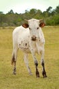 South African Nguni bull calf Royalty Free Stock Photo