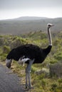 South African ostrich