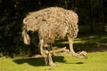 South African ostrich, black-necked ostrich, Cape ostrich, southern ostrich Struthio camelus australis.