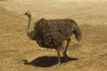 South African ostrich Struthio camelus australis. Royalty Free Stock Photo