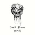 South African ostrich face portrait, front view. Ink black and white doodle drawing in woodcut outline style.