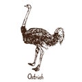 South African ostrich male standing, hand drawn doodle, sketch Royalty Free Stock Photo