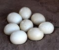 South African ostrich (Struthio camelus australis) eggs on the ground : (pix Sanjiv Shukla) Royalty Free Stock Photo