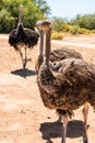 South African Ostriches Struthio camelus