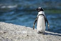 South African Penguin at Boulder's Beach, South Africa