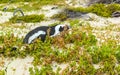 South african penguins colony of spectacled penguins penguin Cape Town