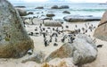 South african penguins colony of spectacled penguins penguin Cape Town