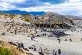 South african penguins colony of spectacled penguins penguin Cape Town