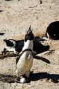 Africa- Penguin Braying to Mark Territory While Tending an Egg