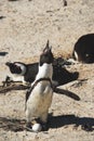 Africa- Penguin Braying to Mark Territory While Tending an Egg Royalty Free Stock Photo