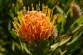 South African Pincushion Protea