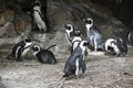 South African Pinguins with a rocky background Royalty Free Stock Photo