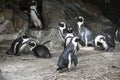 South African Pinguins with a rocky background