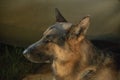 SAPS K9 German Shepherd Royalty Free Stock Photo