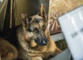 SAPS K9 German Shepherd Royalty Free Stock Photo