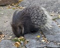 South african porcupine 1