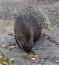 South african porcupine 2