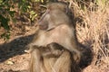 South African primates Royalty Free Stock Photo