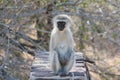 South African primates Royalty Free Stock Photo