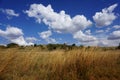 South african savanna with blue Sky in summer season Royalty Free Stock Photo