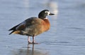 South African Shelduck Royalty Free Stock Photo