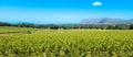 South African vineyard near the town of Constantia Royalty Free Stock Photo