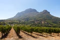 South African vineyards Royalty Free Stock Photo