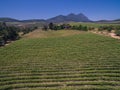 South african vineyards Royalty Free Stock Photo