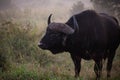 South African water buffalo in early morning mist