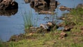 Wetland with tracks and heron Royalty Free Stock Photo