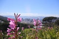 South African Wildflowers