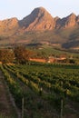 South african wine farm Stellenbosch Royalty Free Stock Photo