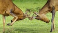 South African young red hartebeest fighting for the dominate position in the group during a safari drive. Royalty Free Stock Photo