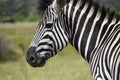 South African Zebra, Kragga Kamma Game Reserve