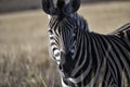 South African Zebra staring at the camera