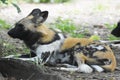 South Aftican wild dog resting under a tree