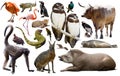 South america animals isolated