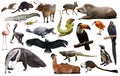 south america animals isolated