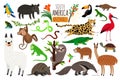 South America animals. Vector cartoon guanaco and iguana, anteater and ocelot, tapir and armadillo on white Royalty Free Stock Photo